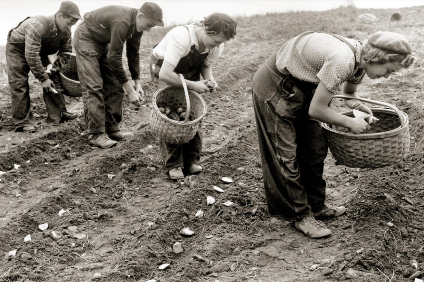 patates-nasil-avrupali-oldu.jpg