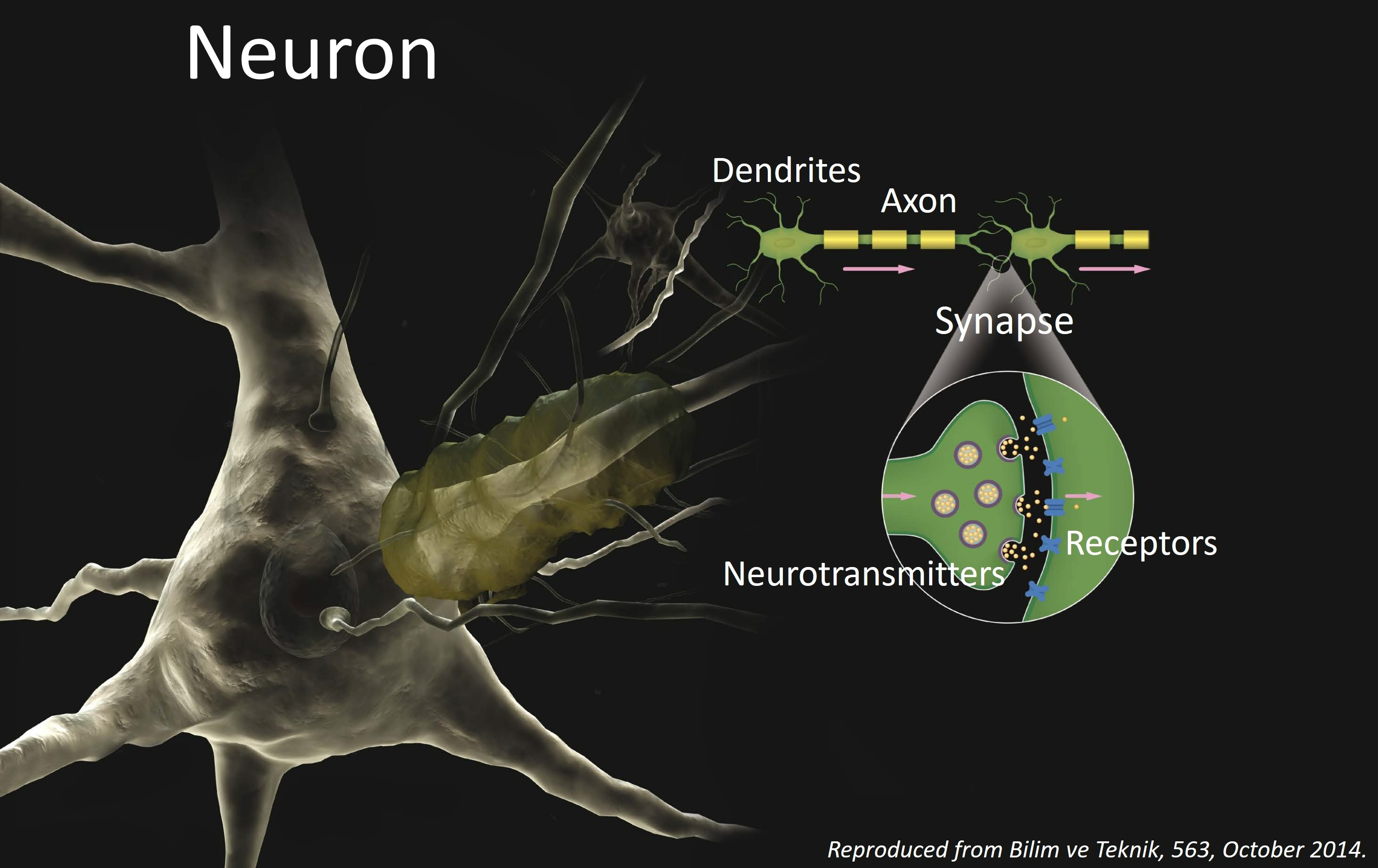 Nöron.jpg