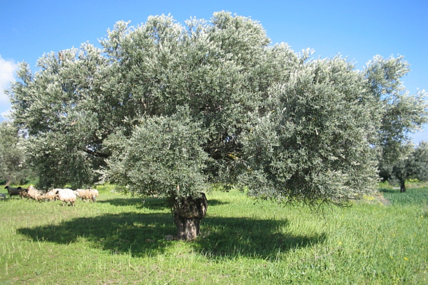 zeytin ağacı.jpg