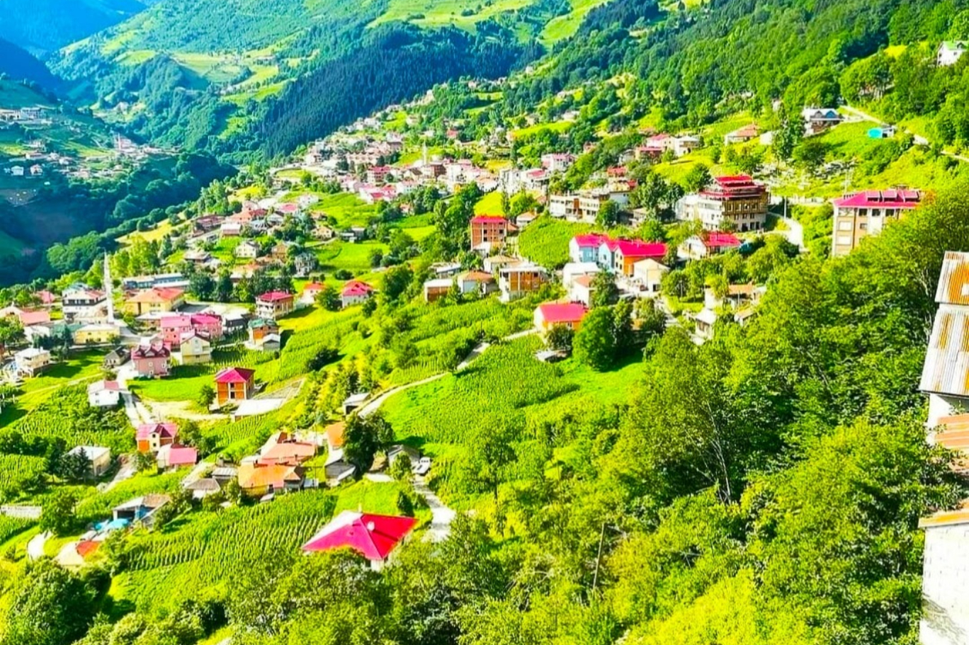 Çay12