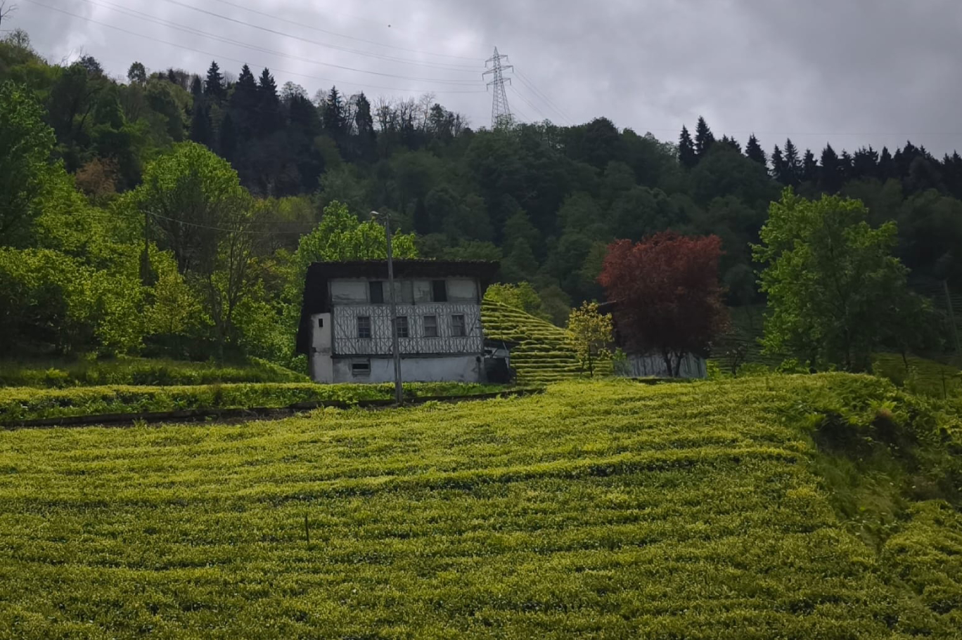 Çay8